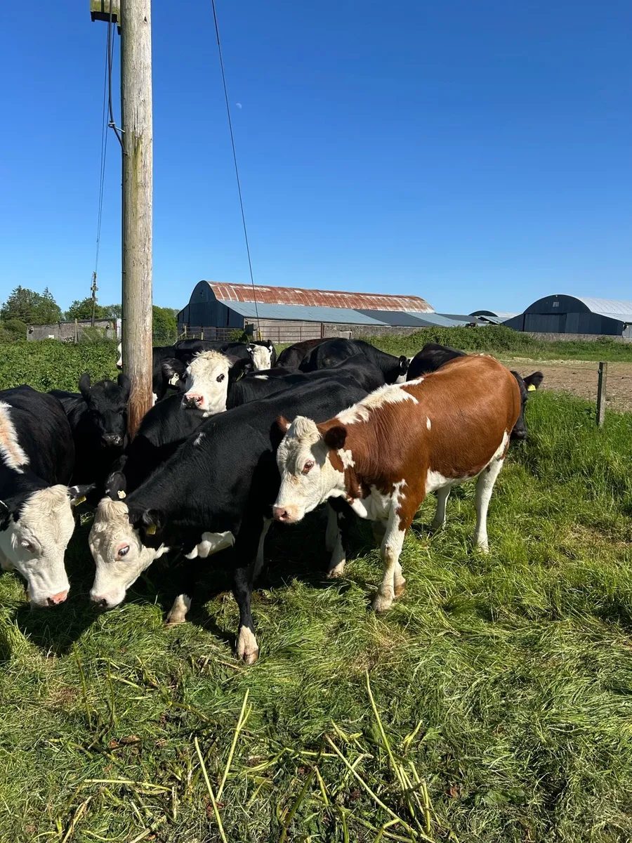 Heifers - Image 1