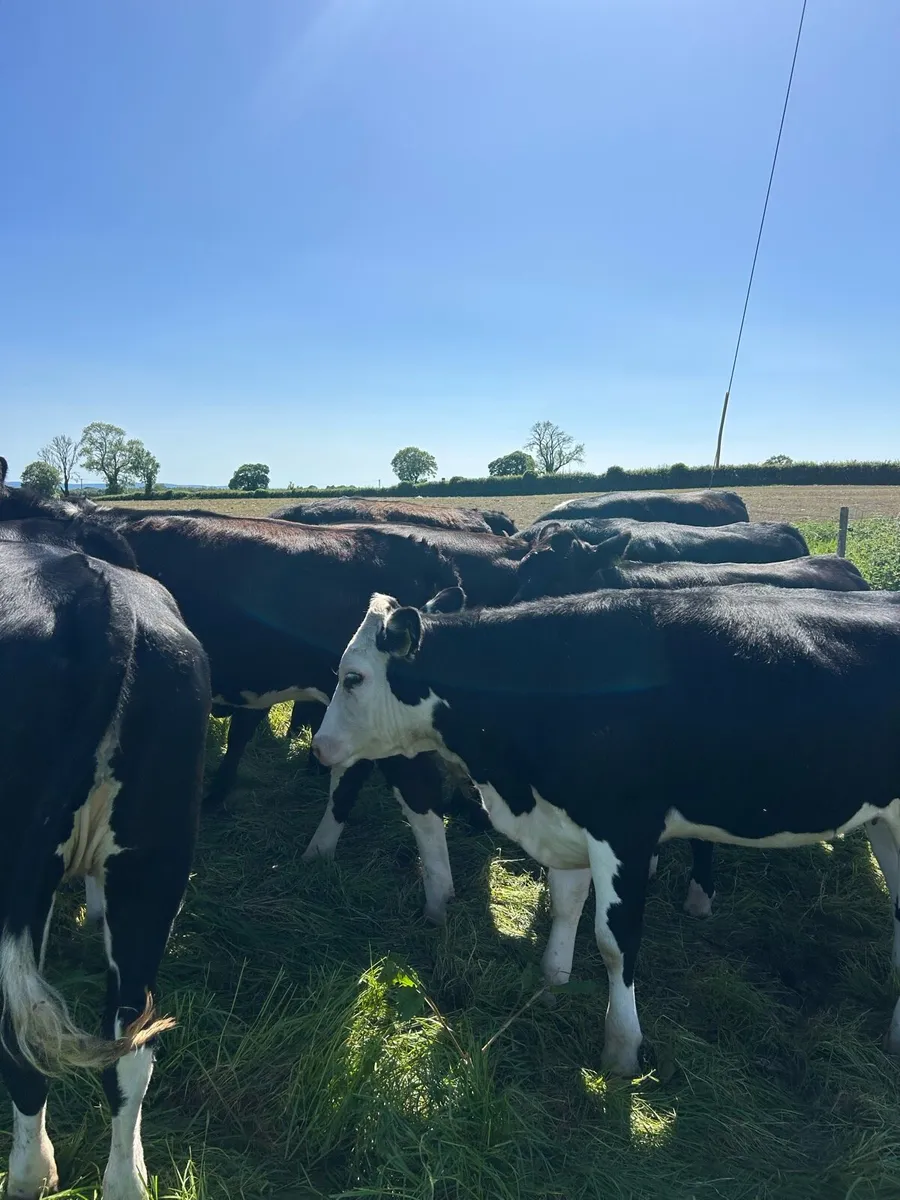 Heifers - Image 4