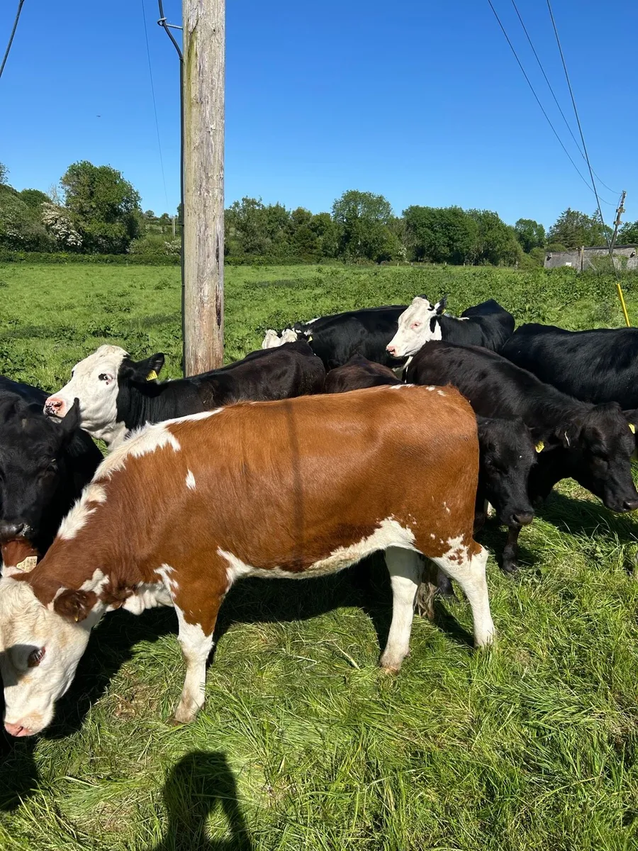 Heifers - Image 2