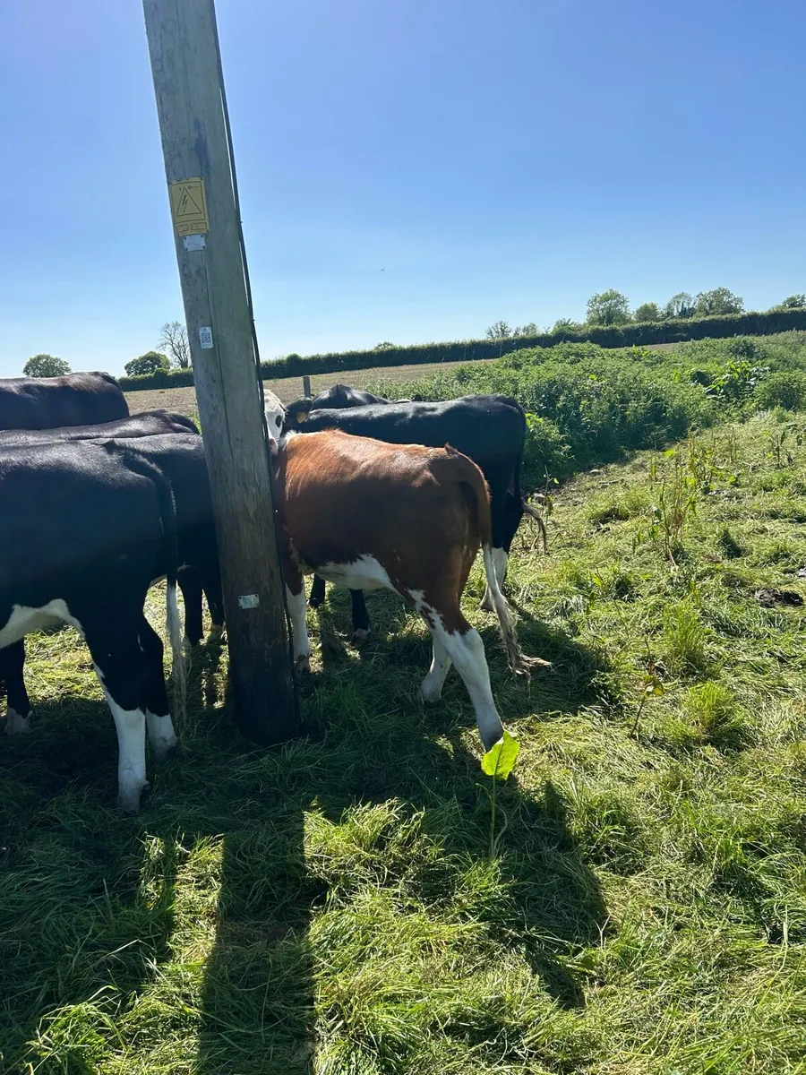 Heifers - Image 3