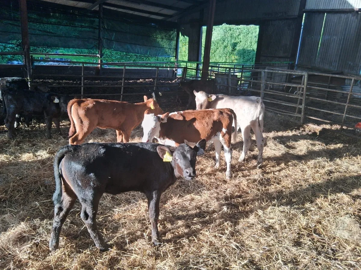 30 Grass Calves - Image 1