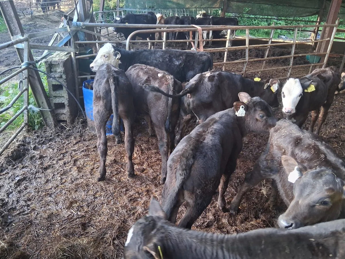 30 Grass Calves - Image 4