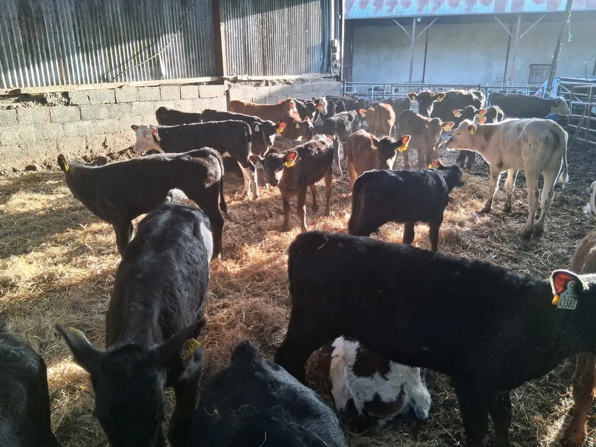 30 Grass Calves - Image 2