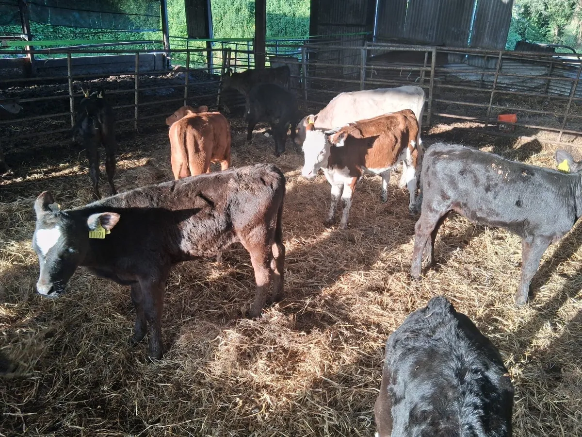 30 Grass Calves - Image 3