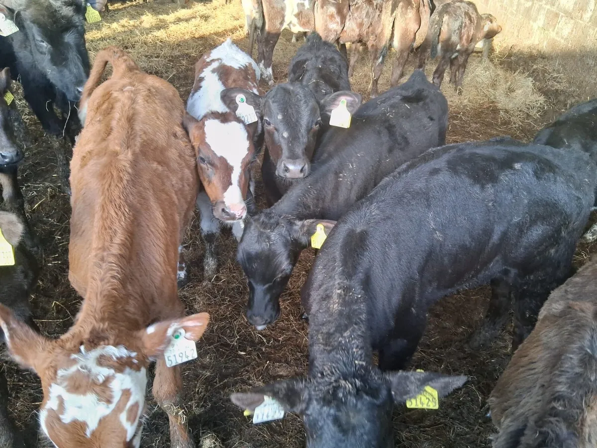 30 GRASS CALVES - Image 3