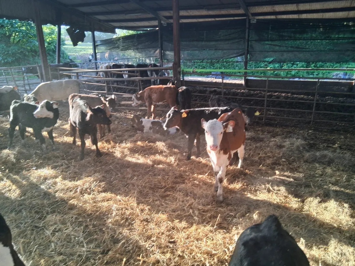 30 GRASS CALVES - Image 4