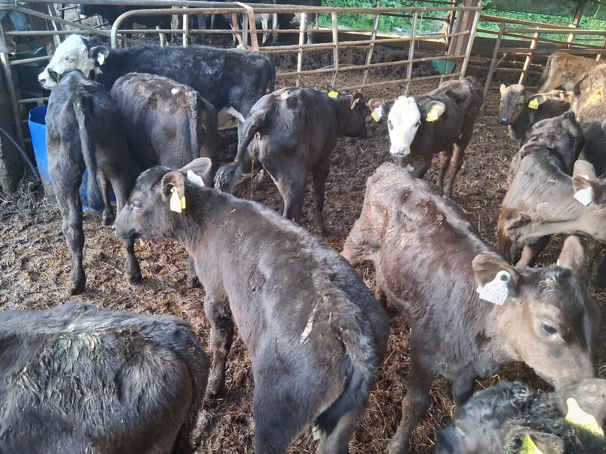 30 GRASS CALVES - Image 2