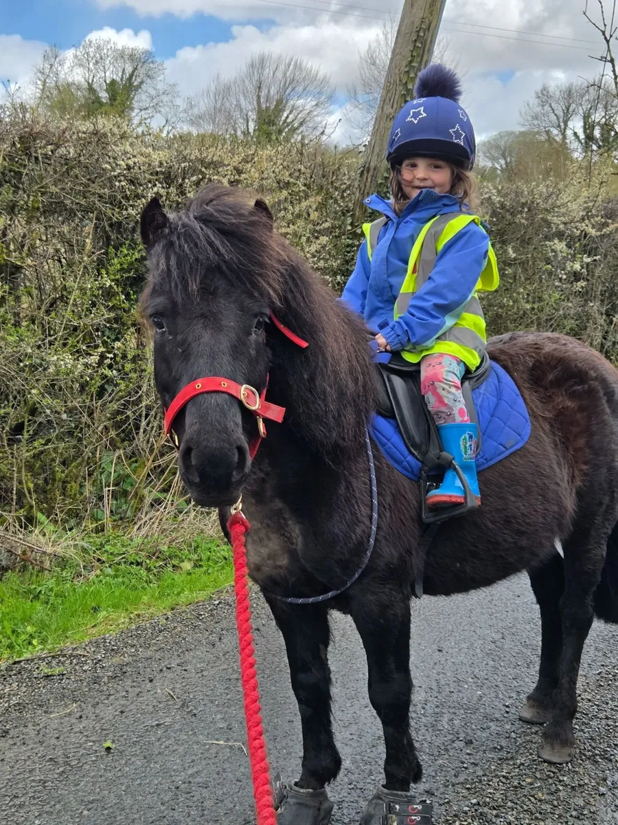 11 hand gelding - Image 1