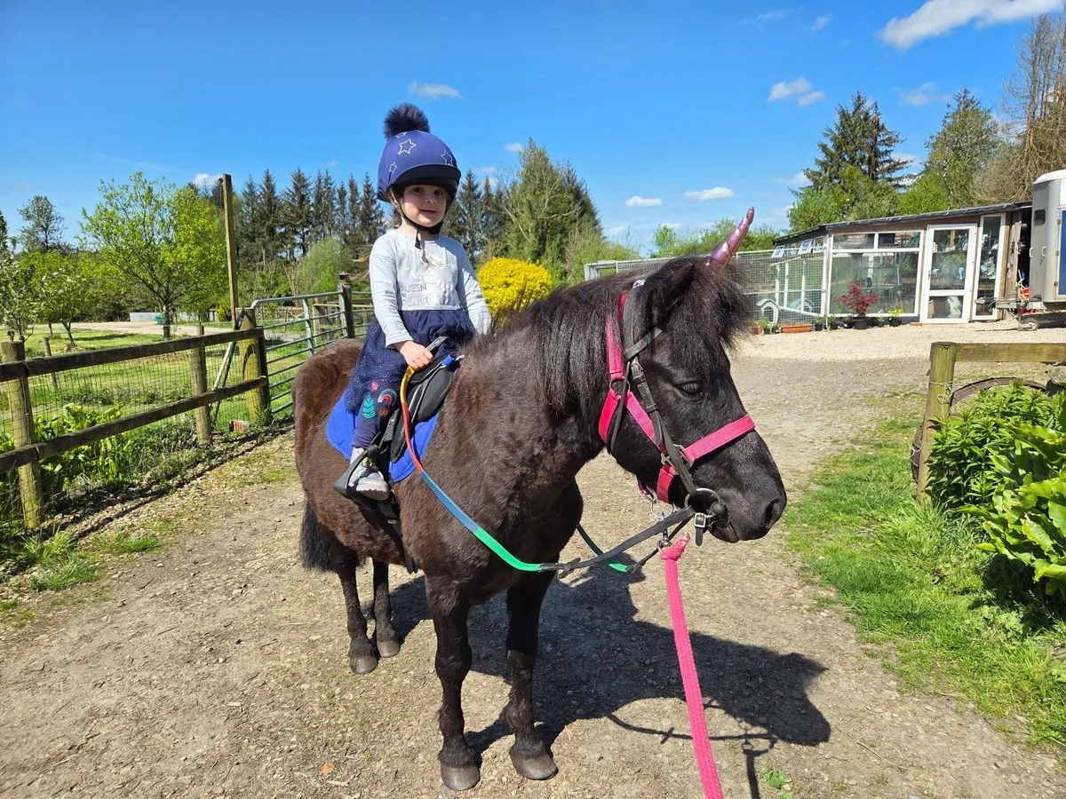 11 hand gelding - Image 2