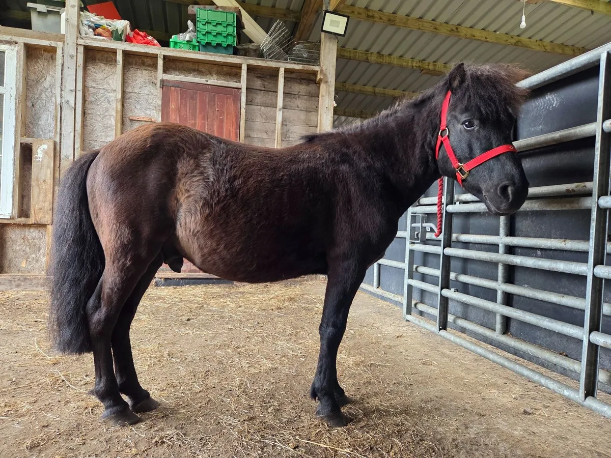 11 hand gelding - Image 3