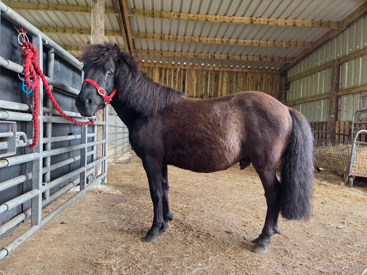 11 hand gelding - Image 4