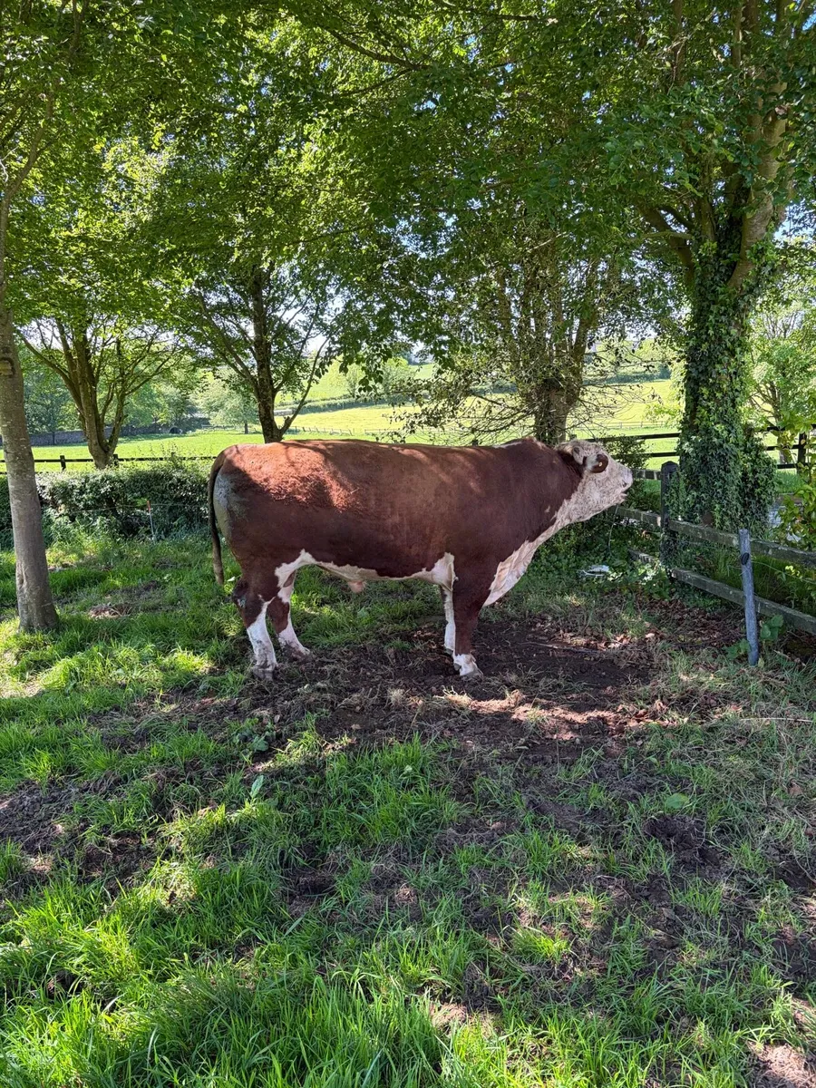 Hereford bull - Image 1