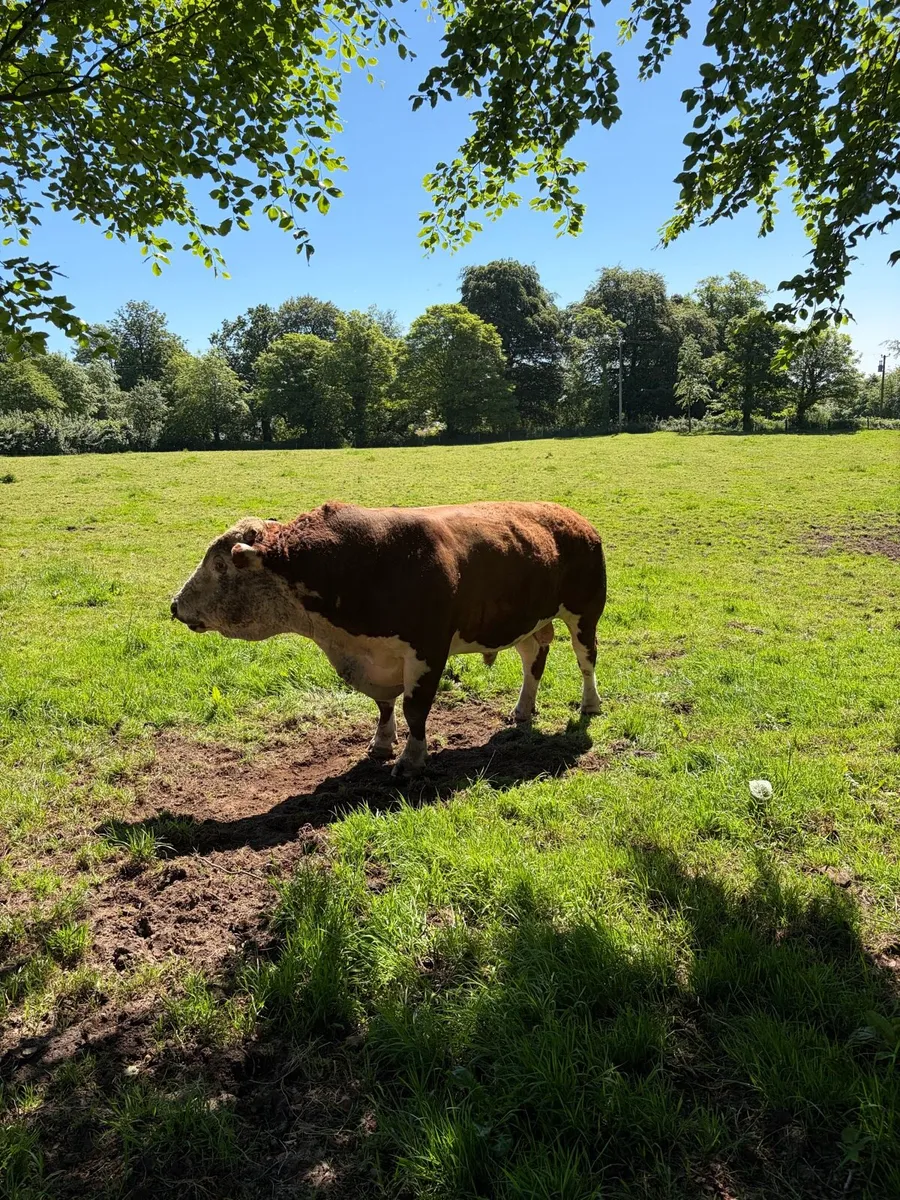 Hereford bull - Image 2