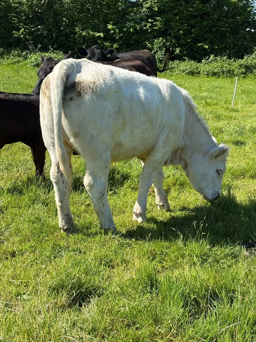 Pedigree Charolais heifer for sale by GHX - Image 1
