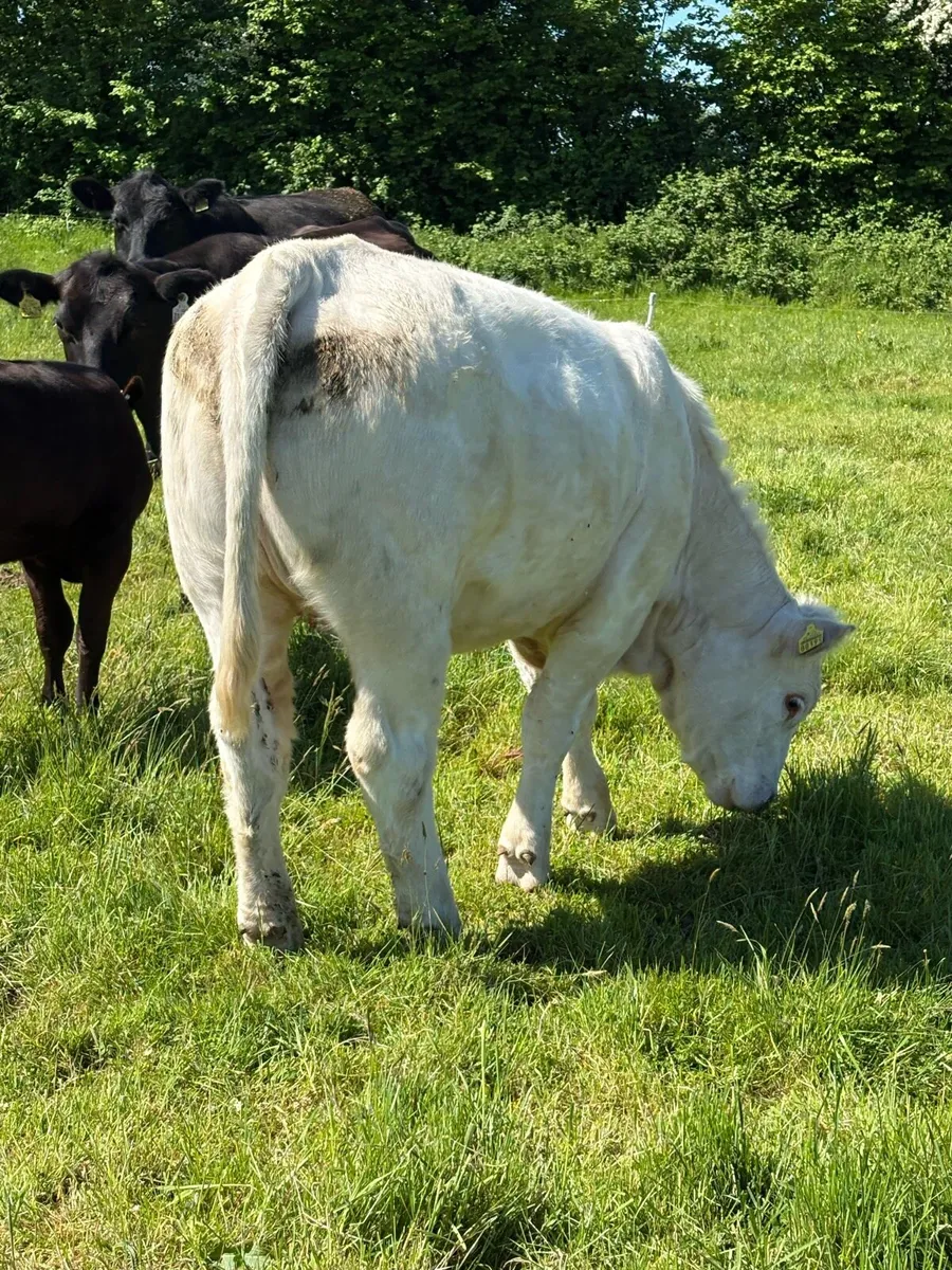 Pedigree Charolais heifer for sale by GHX - Image 2
