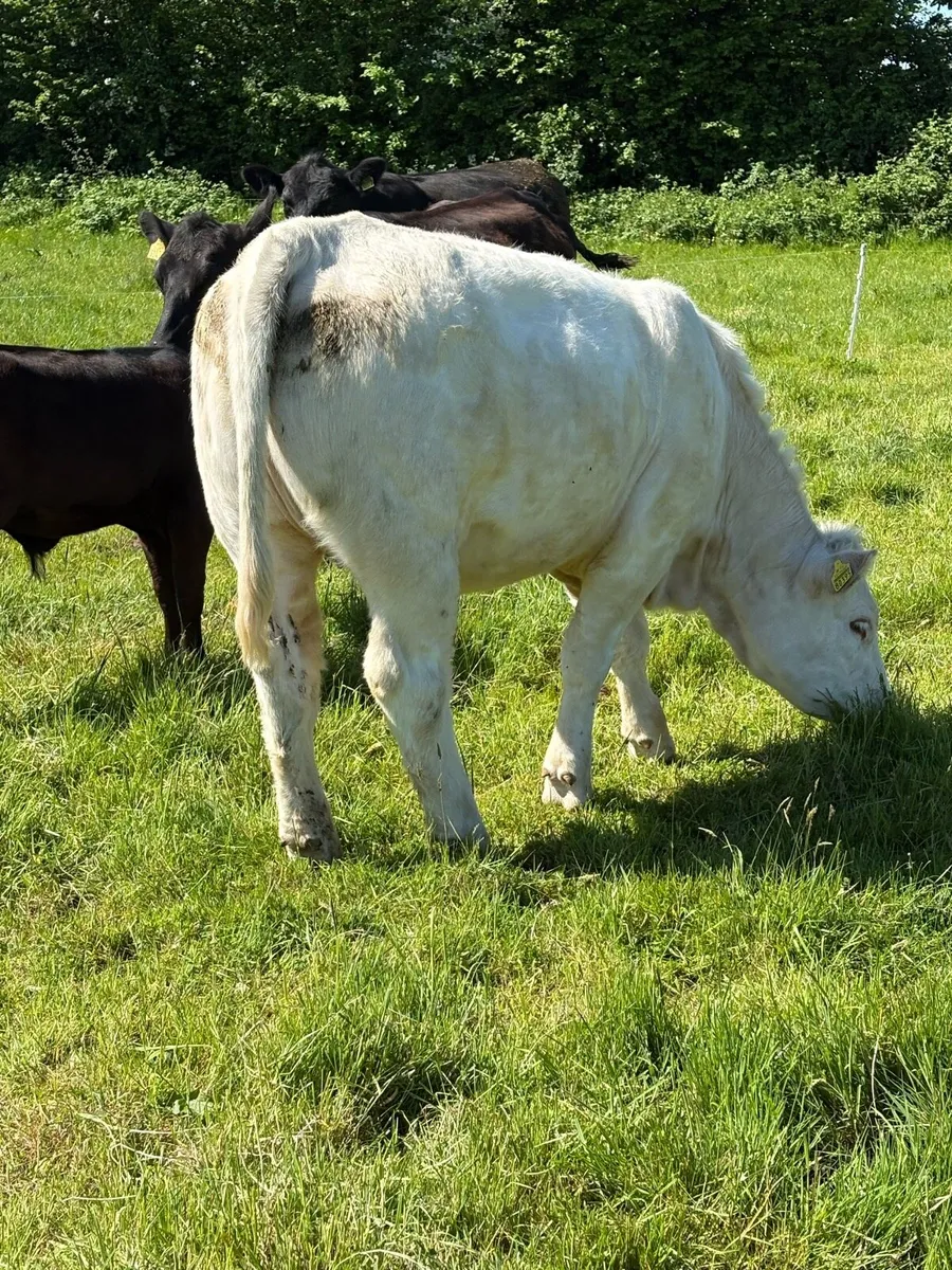 Pedigree Charolais heifer for sale by GHX - Image 3