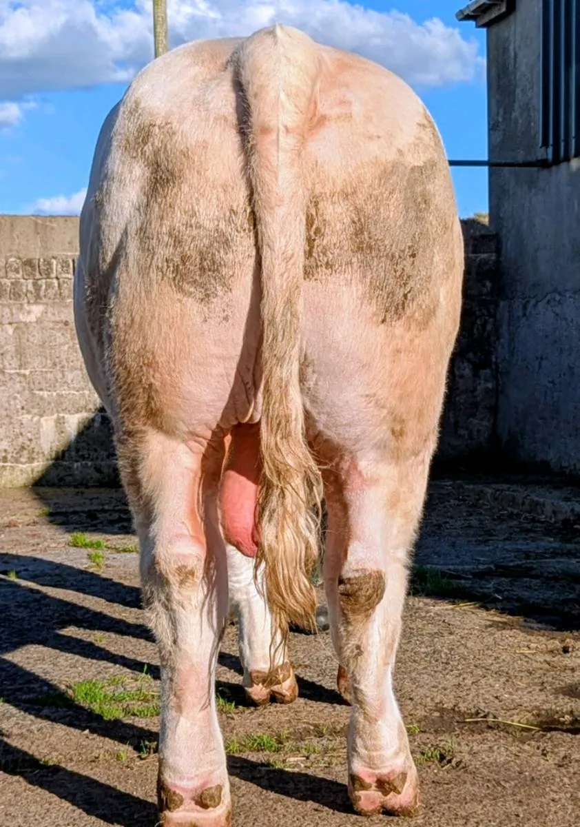 Charolais Bull - Image 1