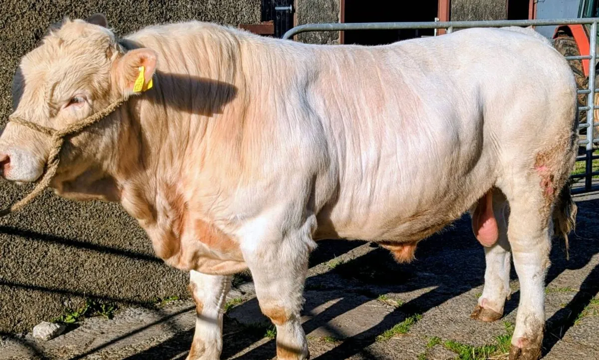 Charolais Bull - Image 2