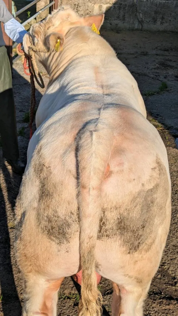 Charolais Bull - Image 3