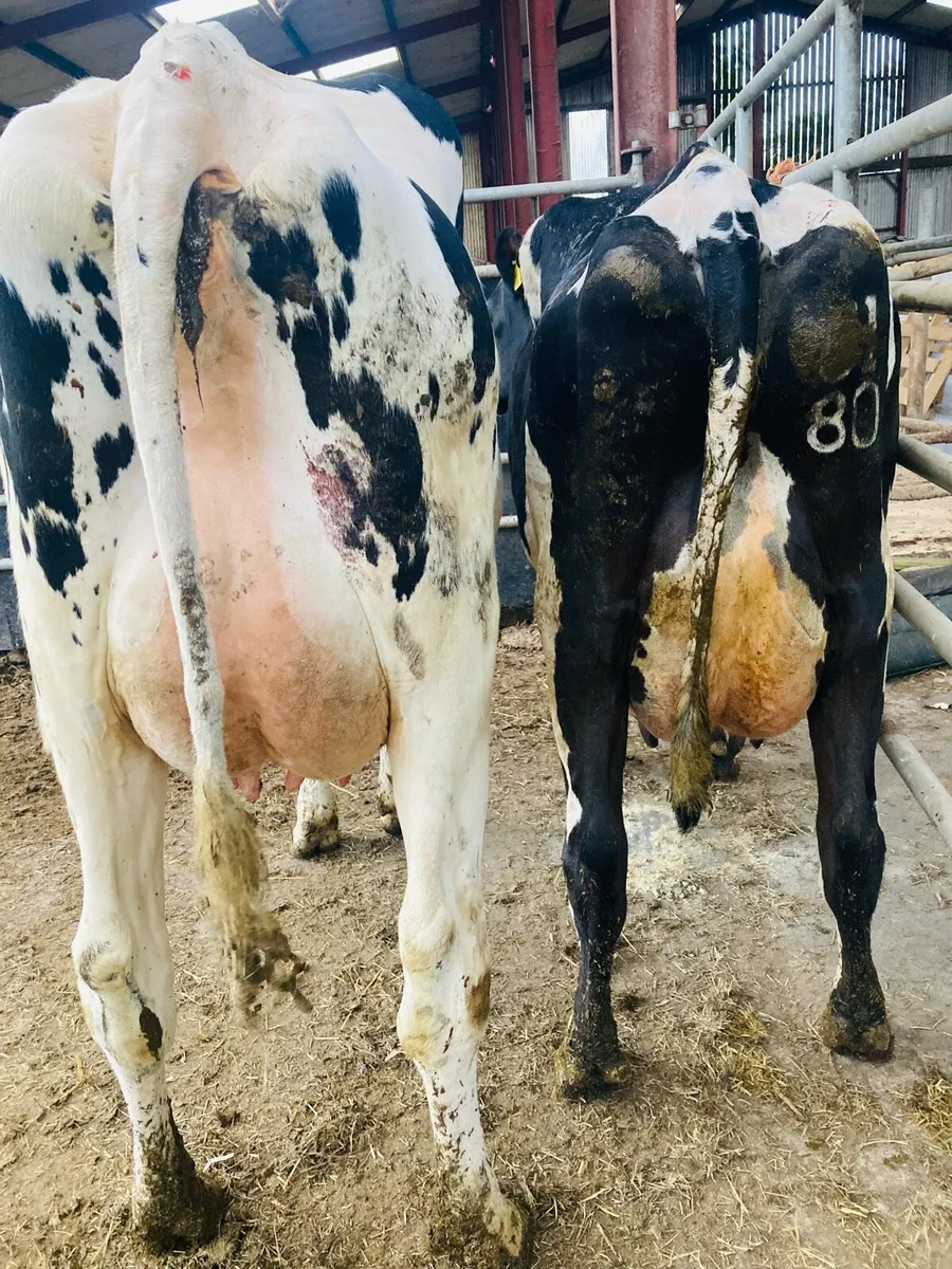 Special Entry Omagh Mart Mon 25th May - Image 2