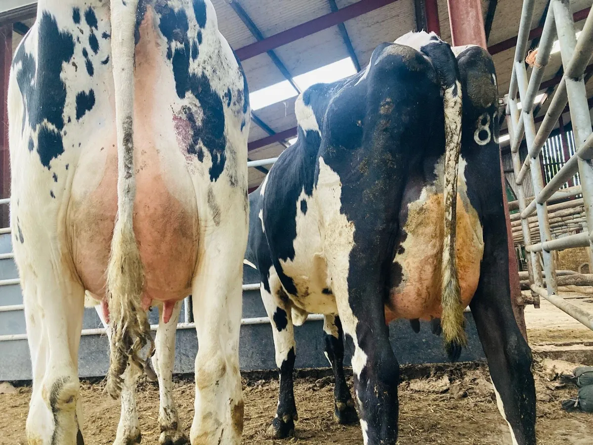 Special Entry Omagh Mart Mon 25th May - Image 3
