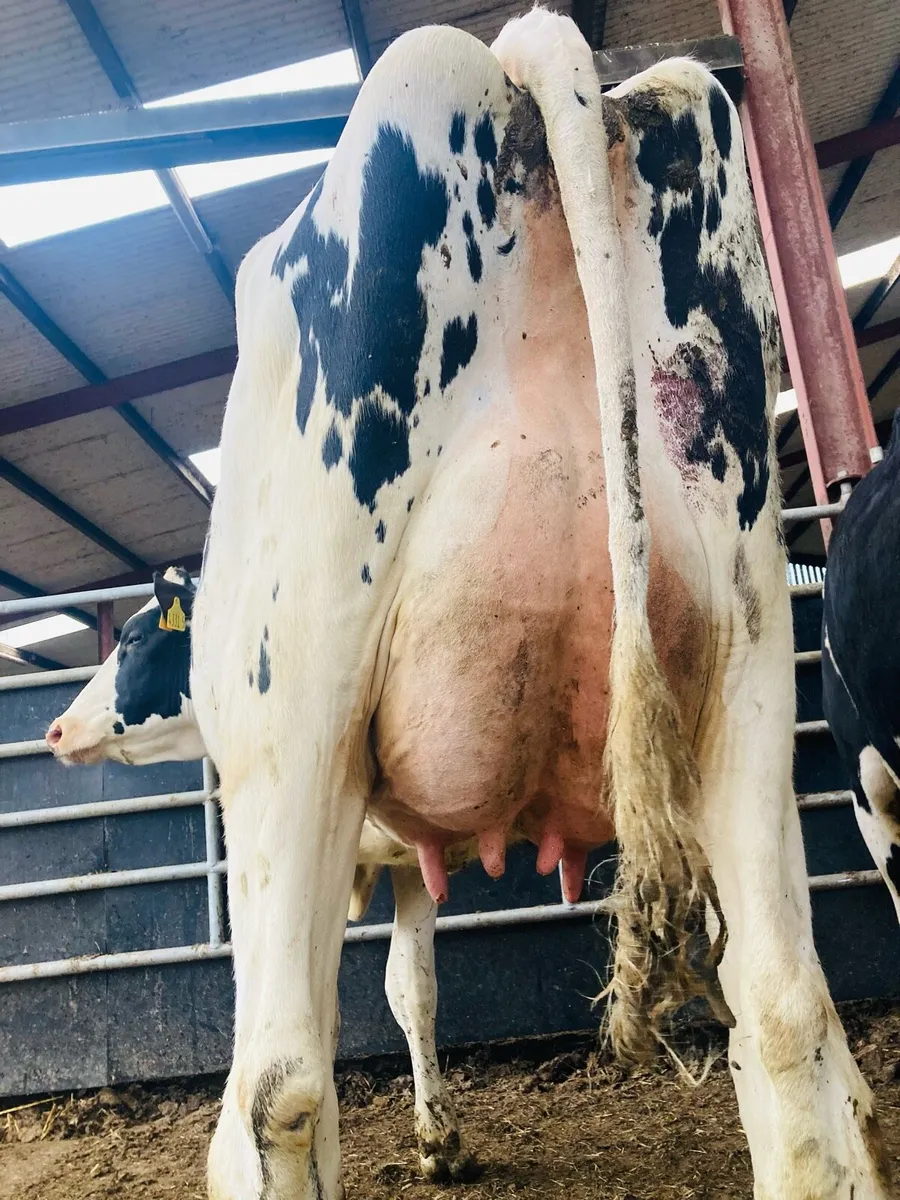 Special Entry Omagh Mart Mon 25th May - Image 1