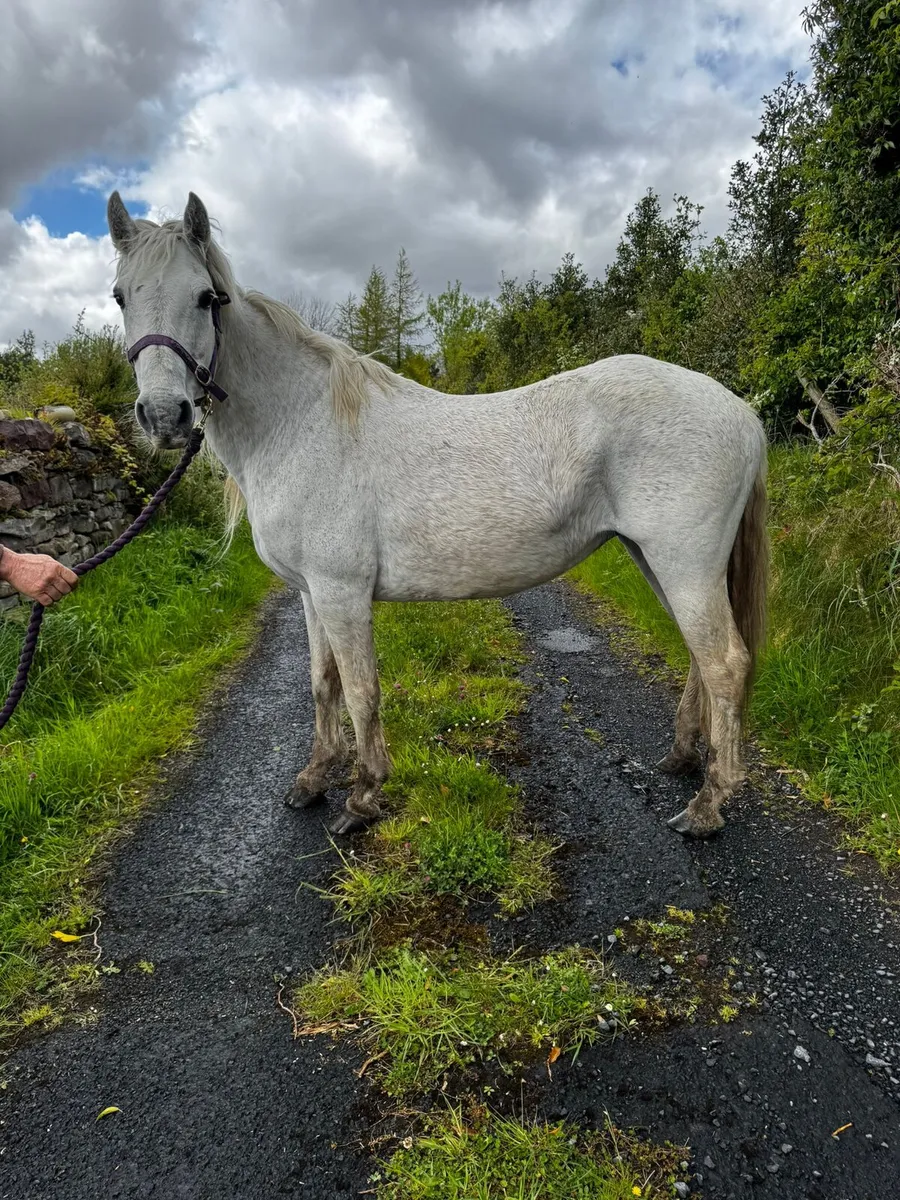 Two aged Class 1 Connemara Mares - Image 1