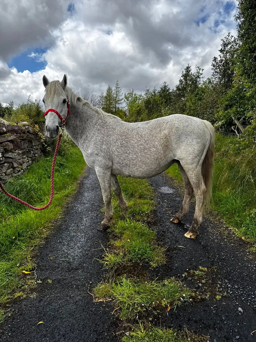Two aged Class 1 Connemara Mares - Image 2