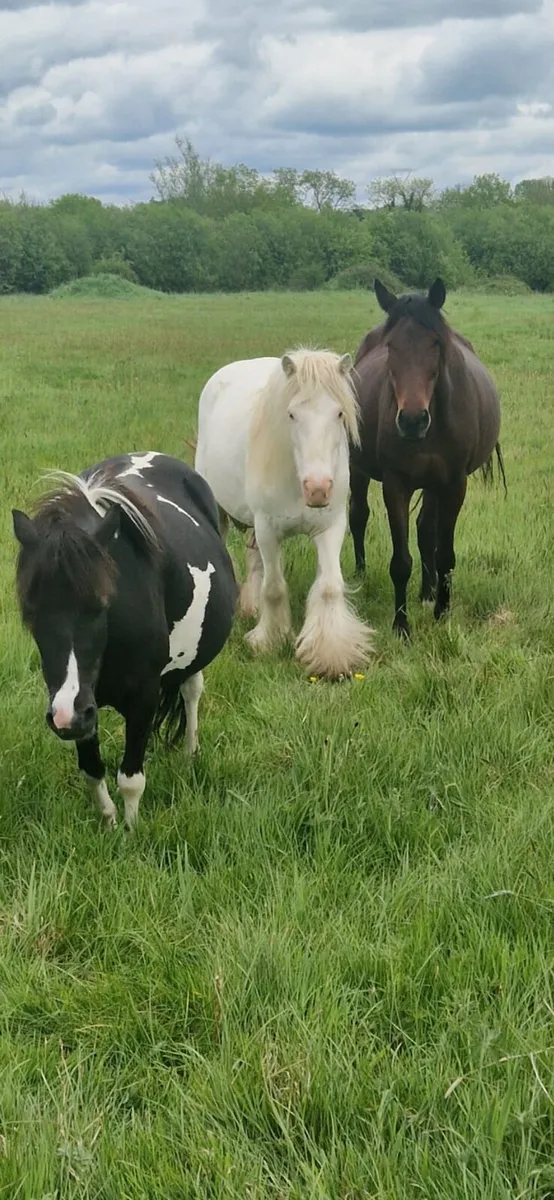 Beautiful Traditional Cob Mare - Image 2
