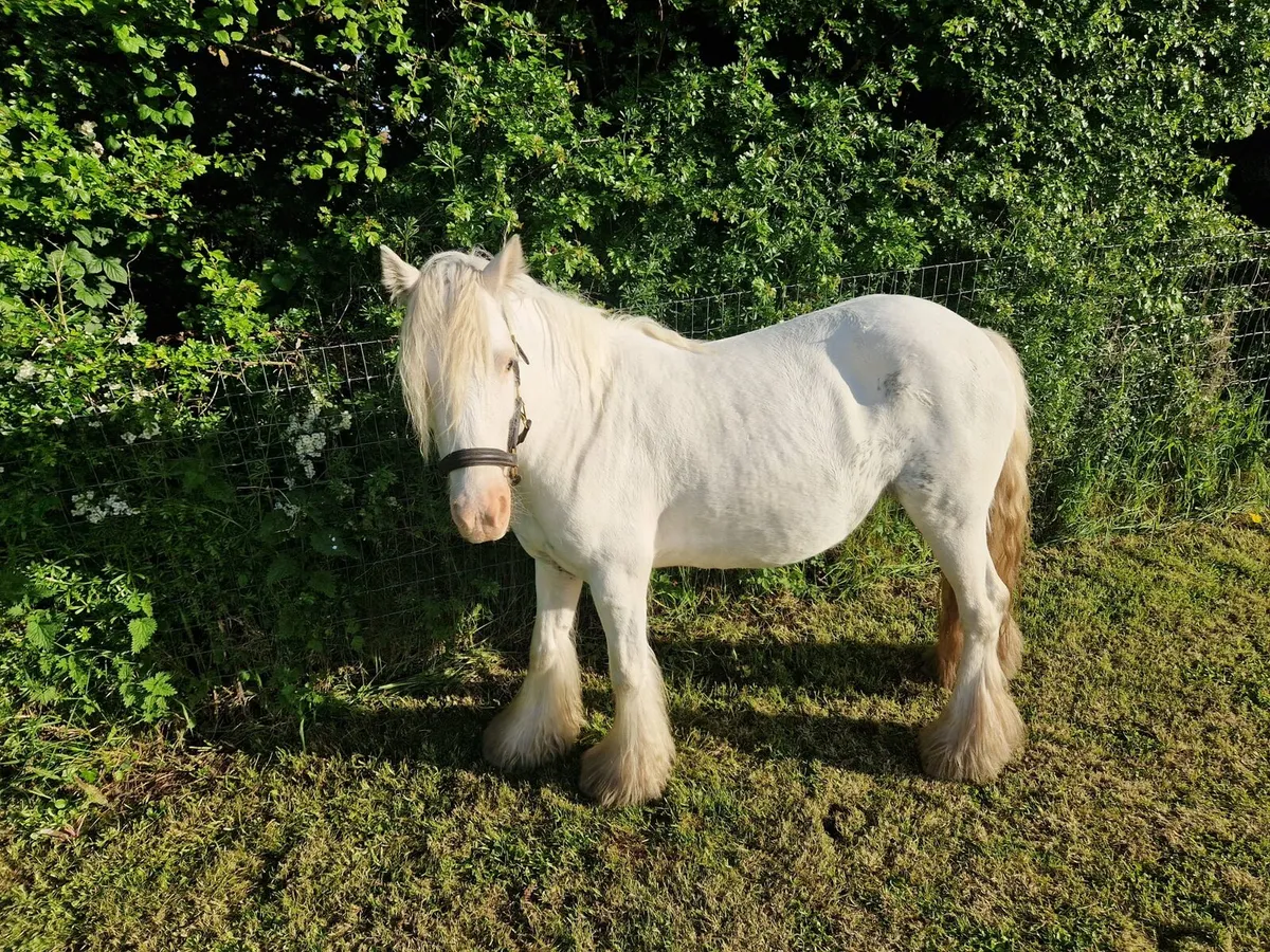 Beautiful Traditional Cob Mare - Image 3