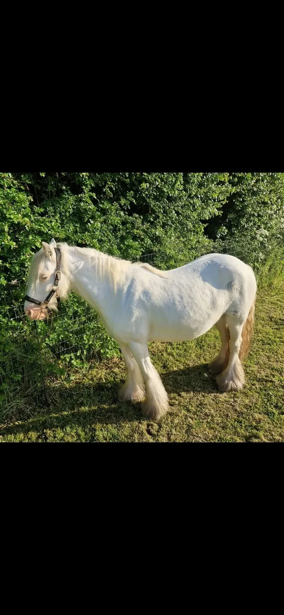 Beautiful Traditional Cob Mare - Image 4