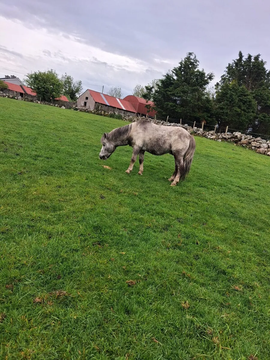 Shetland stallion - Image 1