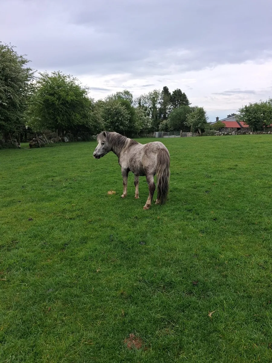 Shetland stallion - Image 2