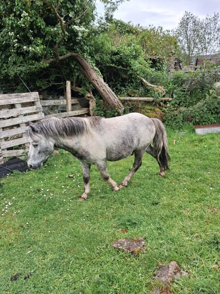 Shetland stallion - Image 4