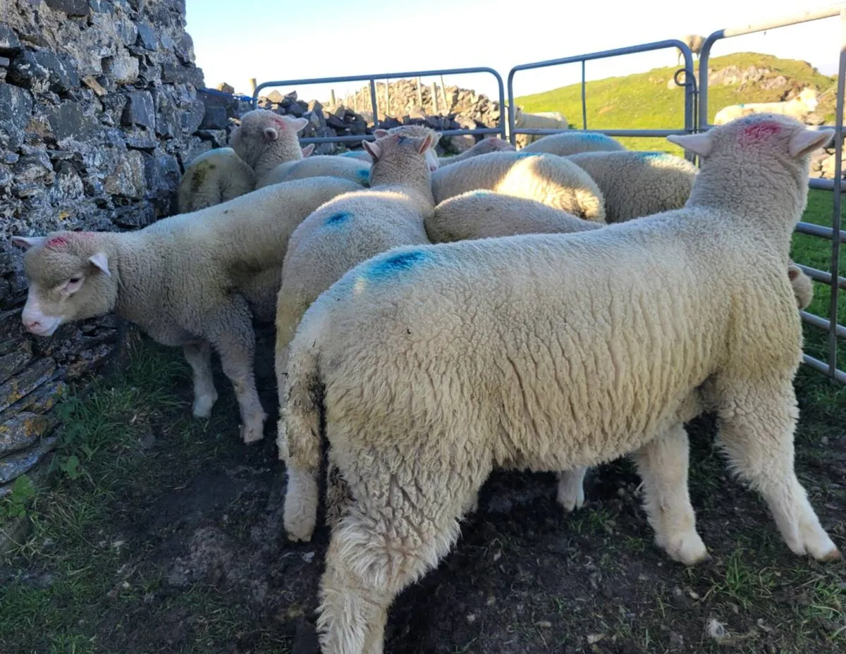 Purebred Dorset Ewe Lambs - Image 1