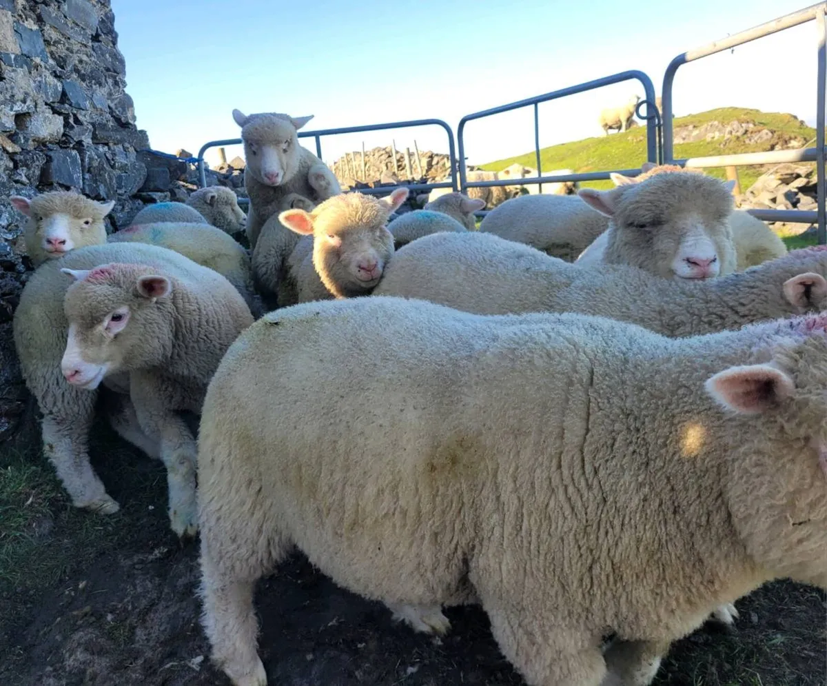 Purebred Dorset Ewe Lambs - Image 2