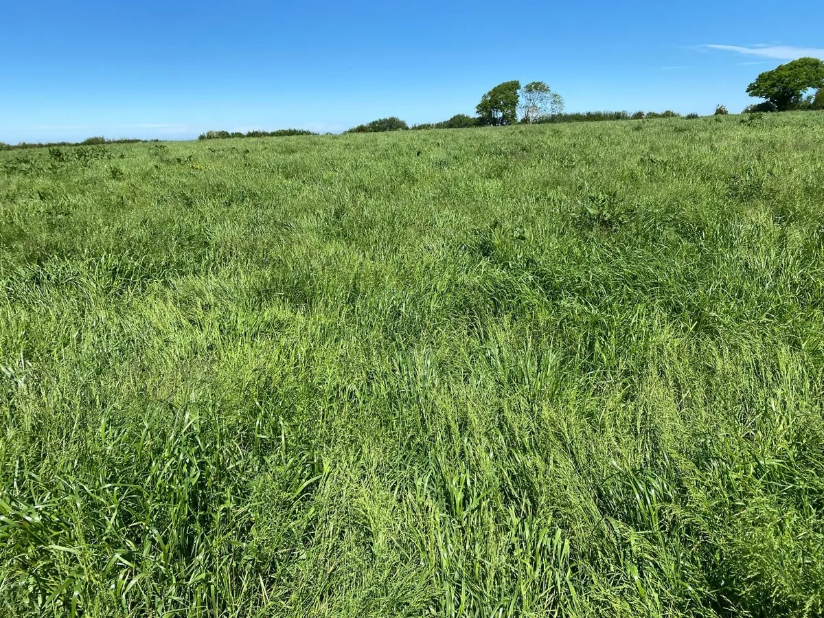 Silage