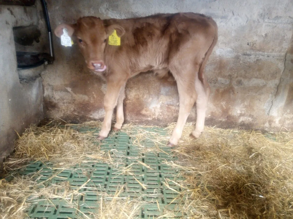 2 Limousin Bull calves for sale - Image 2