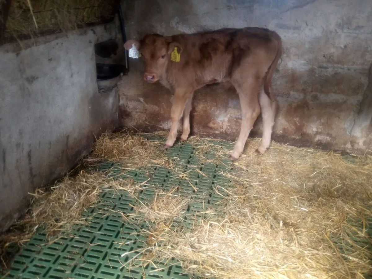 2 Limousin Bull calves for sale - Image 3