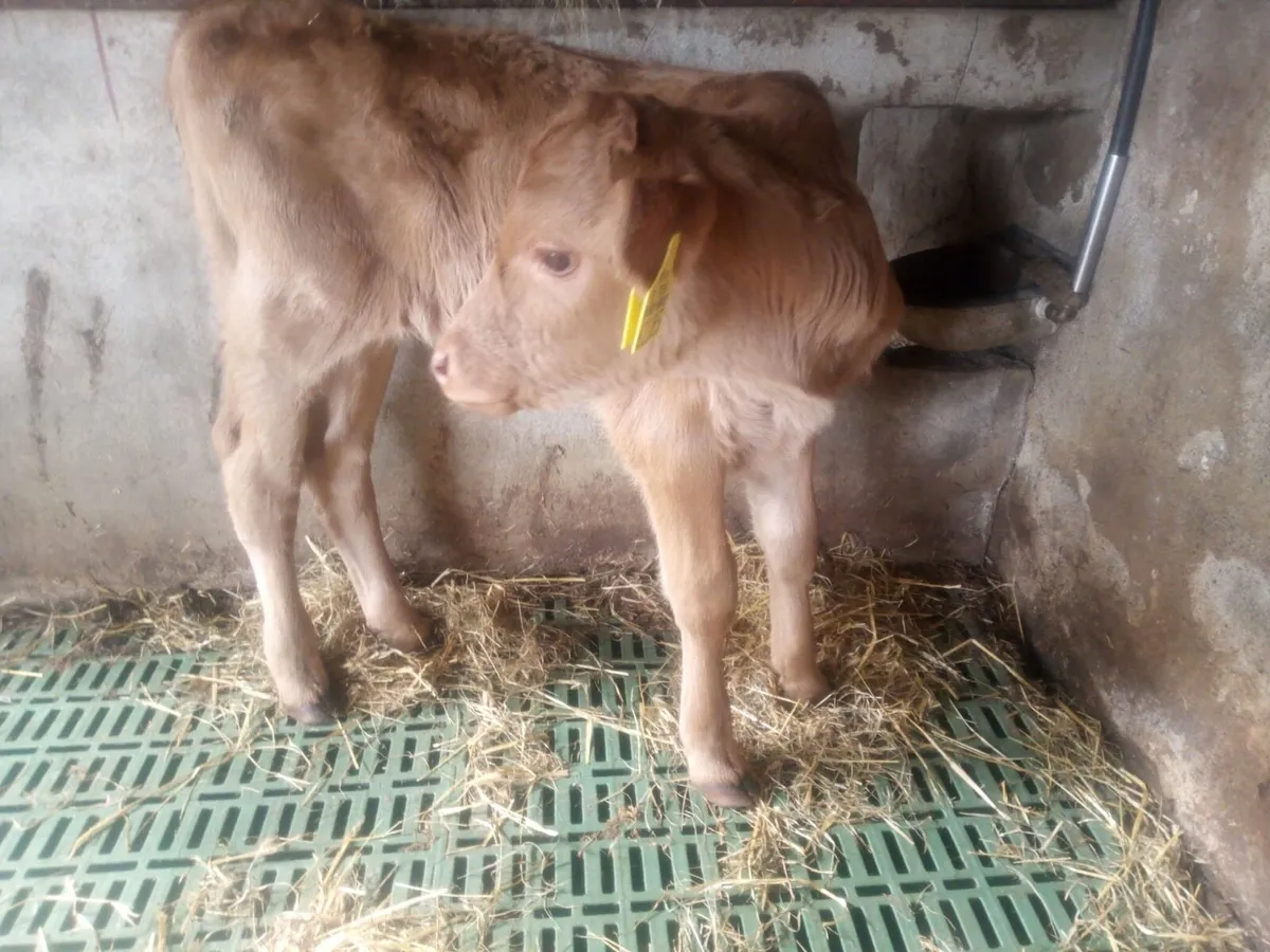 2 Limousin Bull calves for sale - Image 4