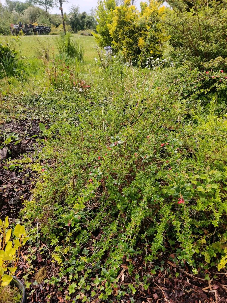 Shrubs - Image 3