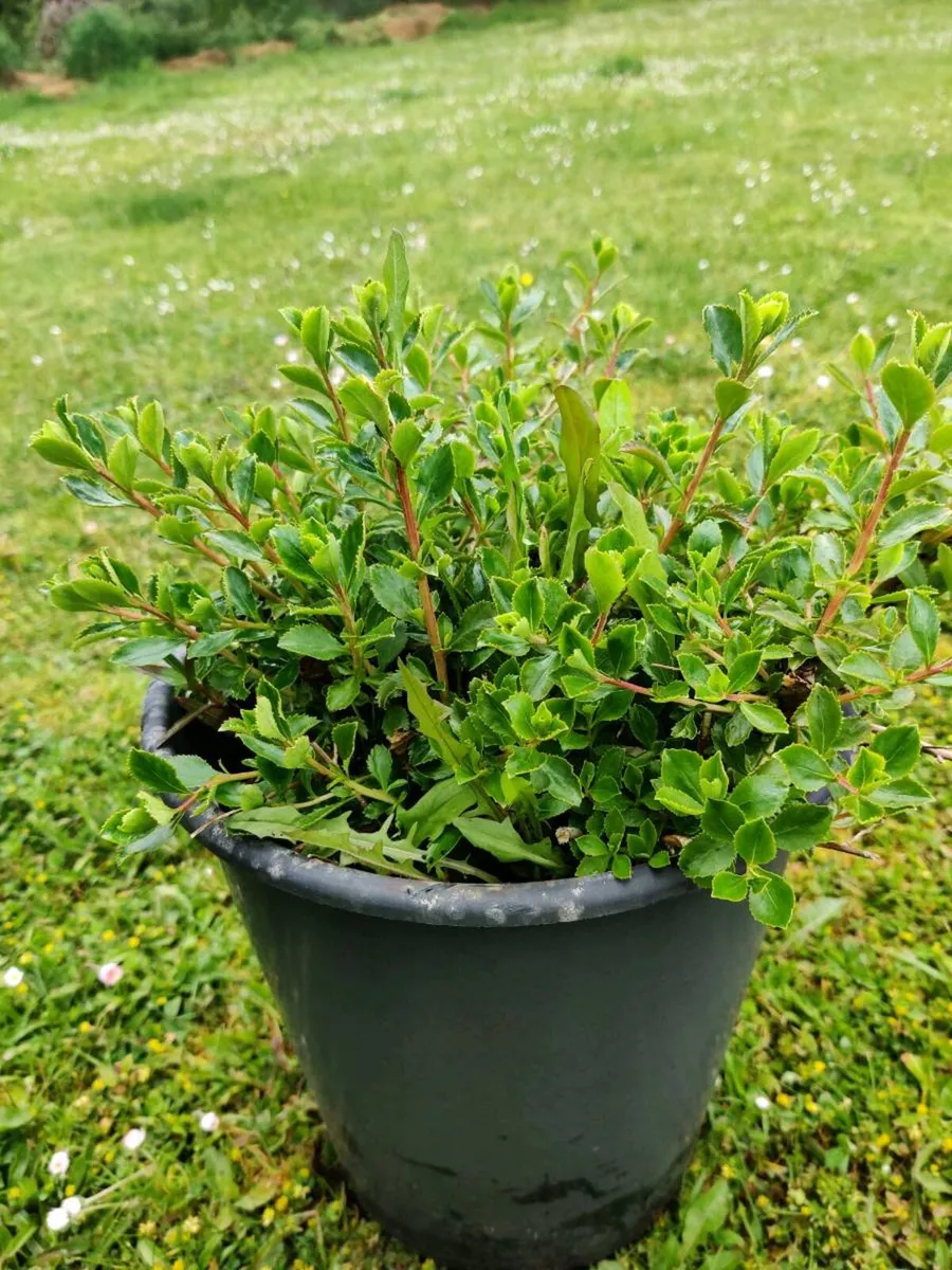 Shrubs - Image 1