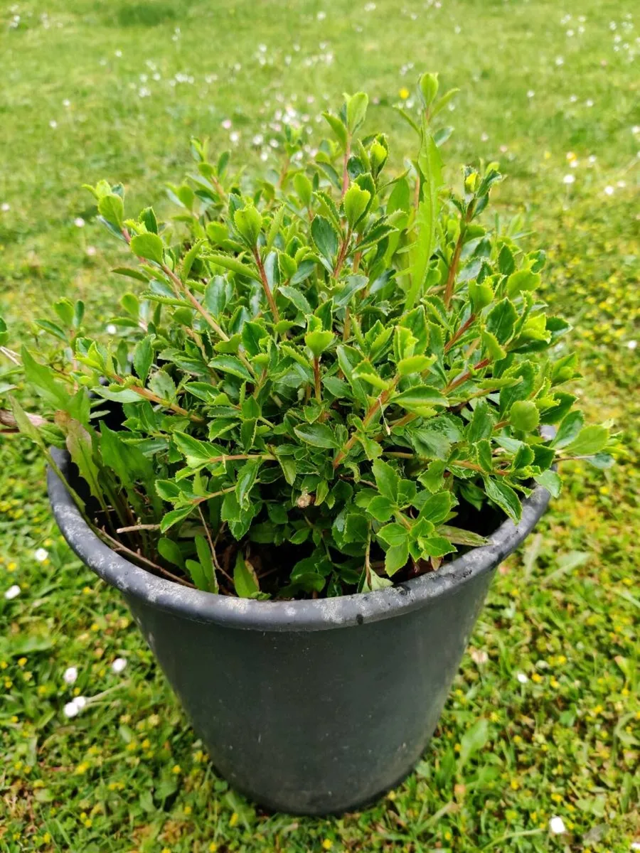 Shrubs - Image 2