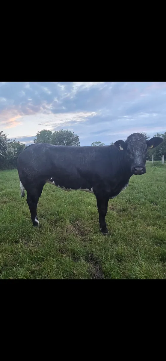 Breeding heifer - Image 2