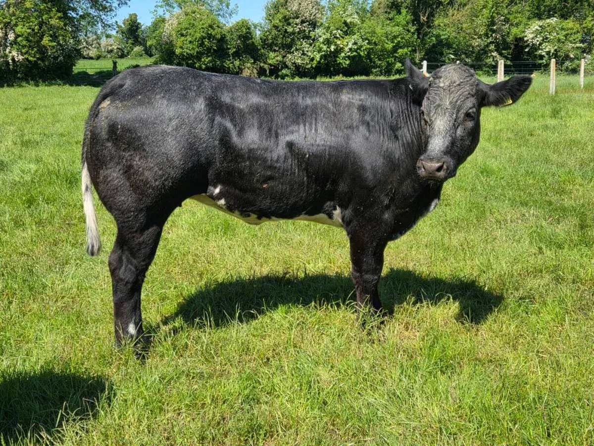 Breeding heifer - Image 3