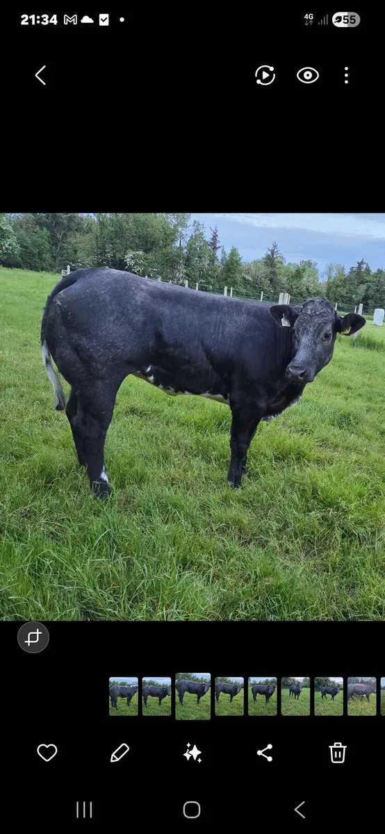 Breeding heifer - Image 1
