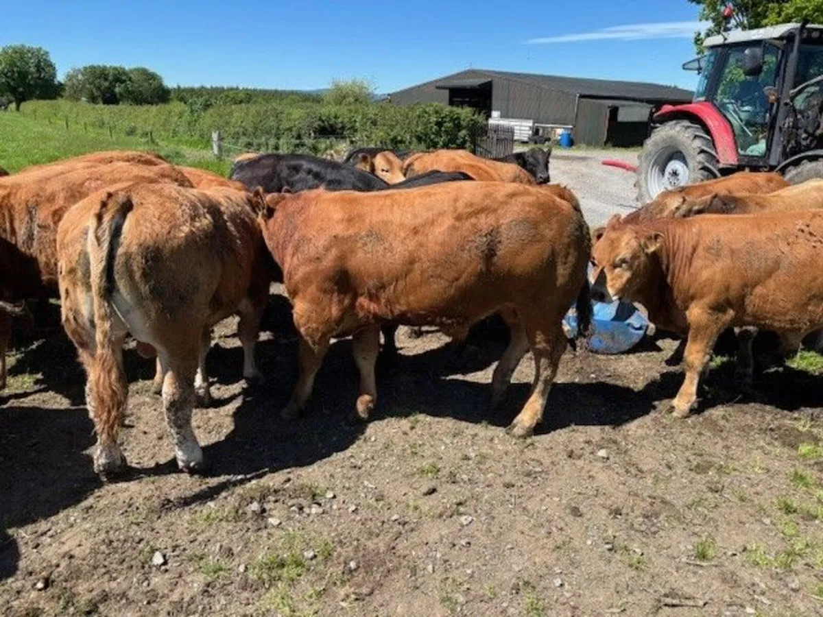 Selection of weanling bulls - Image 4