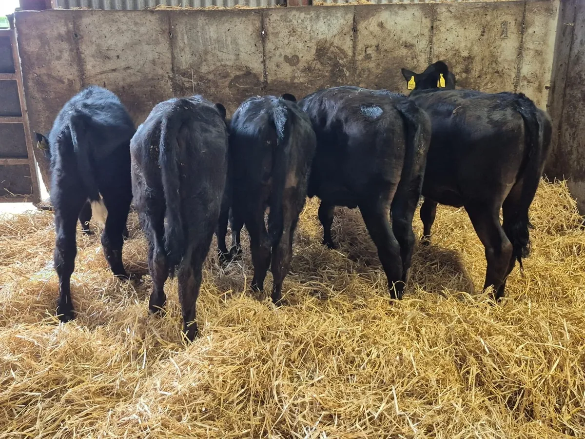 5 Angus Heifers (From one farm) - Image 2