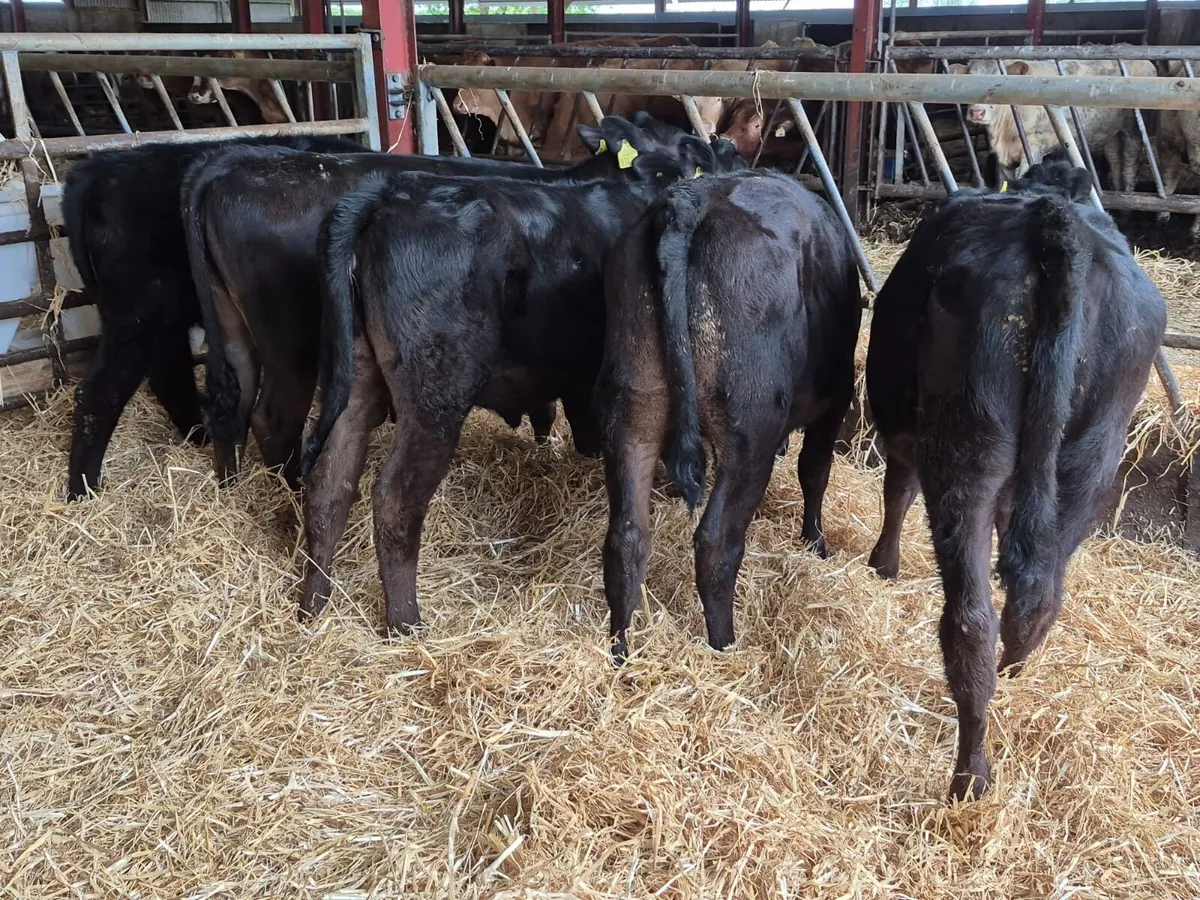 5 Angus Heifers (From one farm) - Image 3