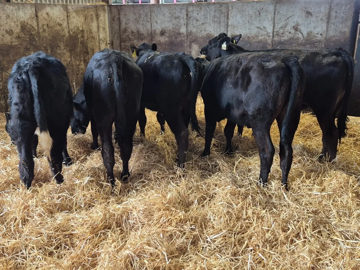 5 Angus Heifers (From one farm) - Image 1